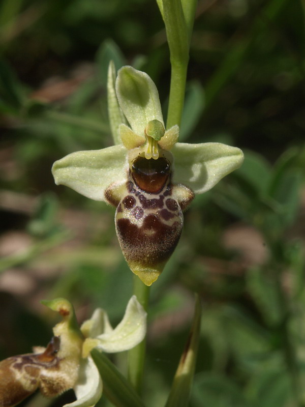 Ophrys conradiae - (2 parte)